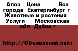 Алоэ › Цена ­ 150 - Все города, Екатеринбург г. Животные и растения » Услуги   . Московская обл.,Дубна г.